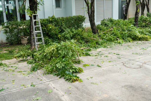 Best Lawn Renovation and Restoration  in Brawley, CA